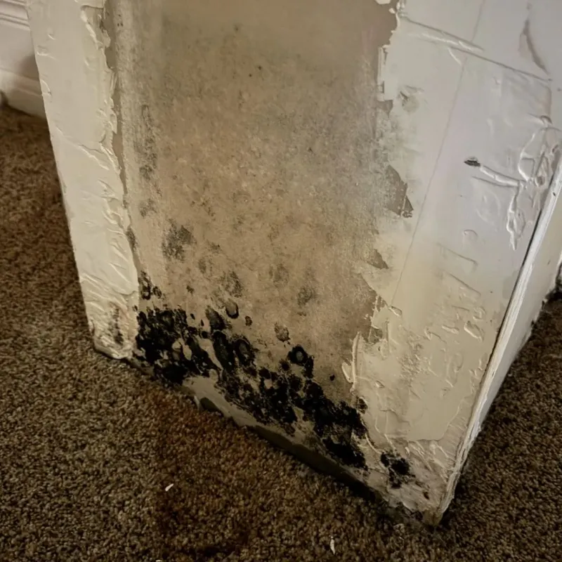 Professional Mold Removal in Broussard, LA